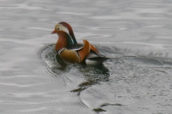 Mandarin Duck 山口県岩国市生見川ダム Mon, 11/22/2021