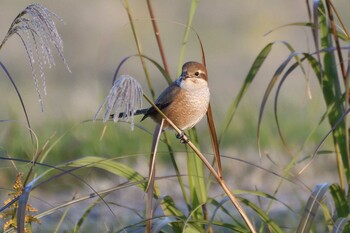 2021年11月19日(金) 愛知県豊田市逢妻女川の野鳥観察記録