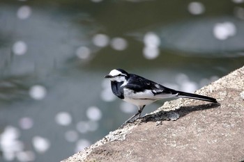 White Wagtail 和田堀公園 Wed, 4/12/2017