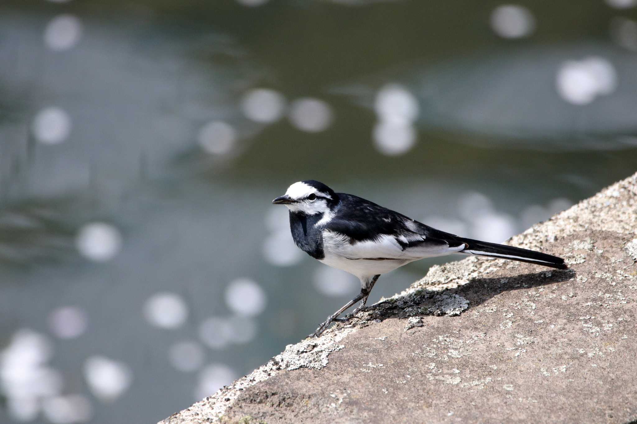 White Wagtail