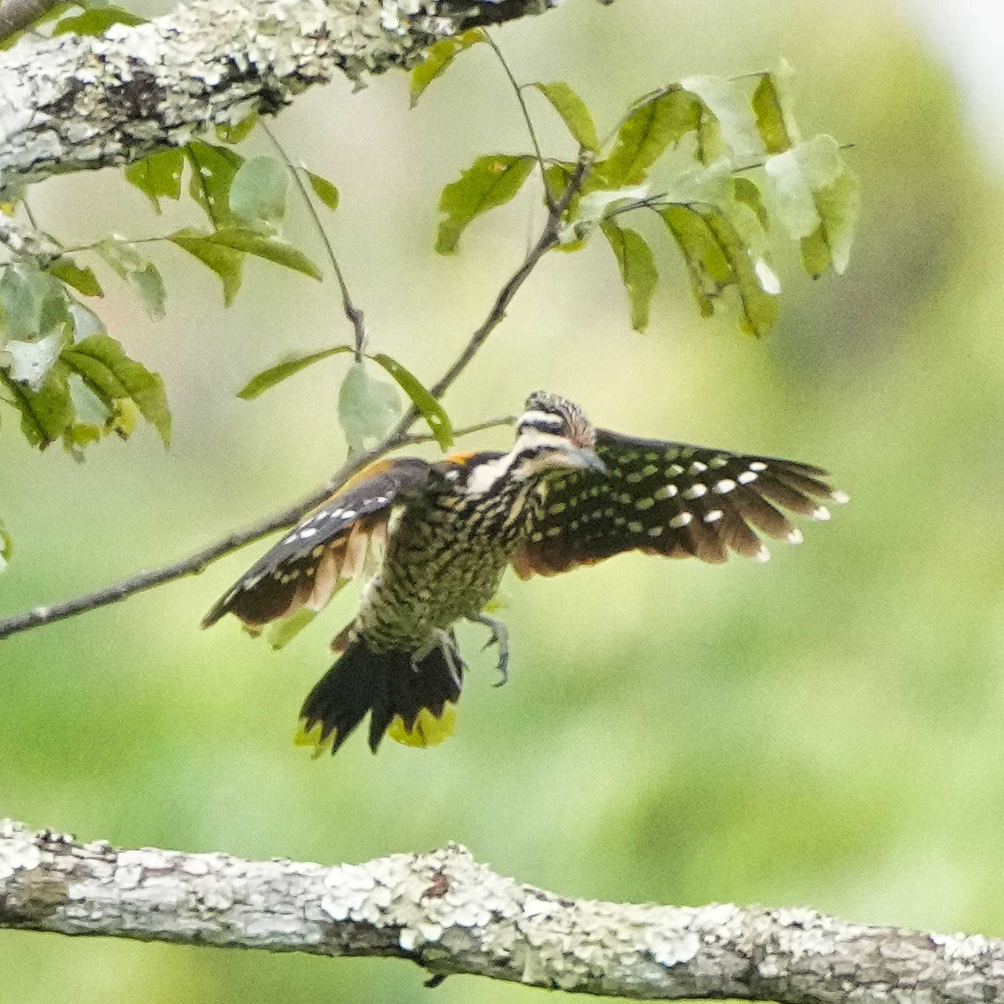 Nam Nao National Park ズアカミユビゲラの写真 by span265