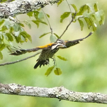 ズアカミユビゲラ Nam Nao National Park 2021年11月17日(水)