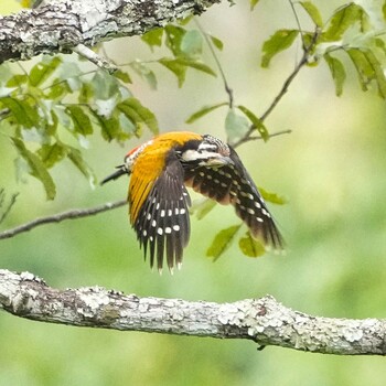 Common Flameback Nam Nao National Park Wed, 11/17/2021