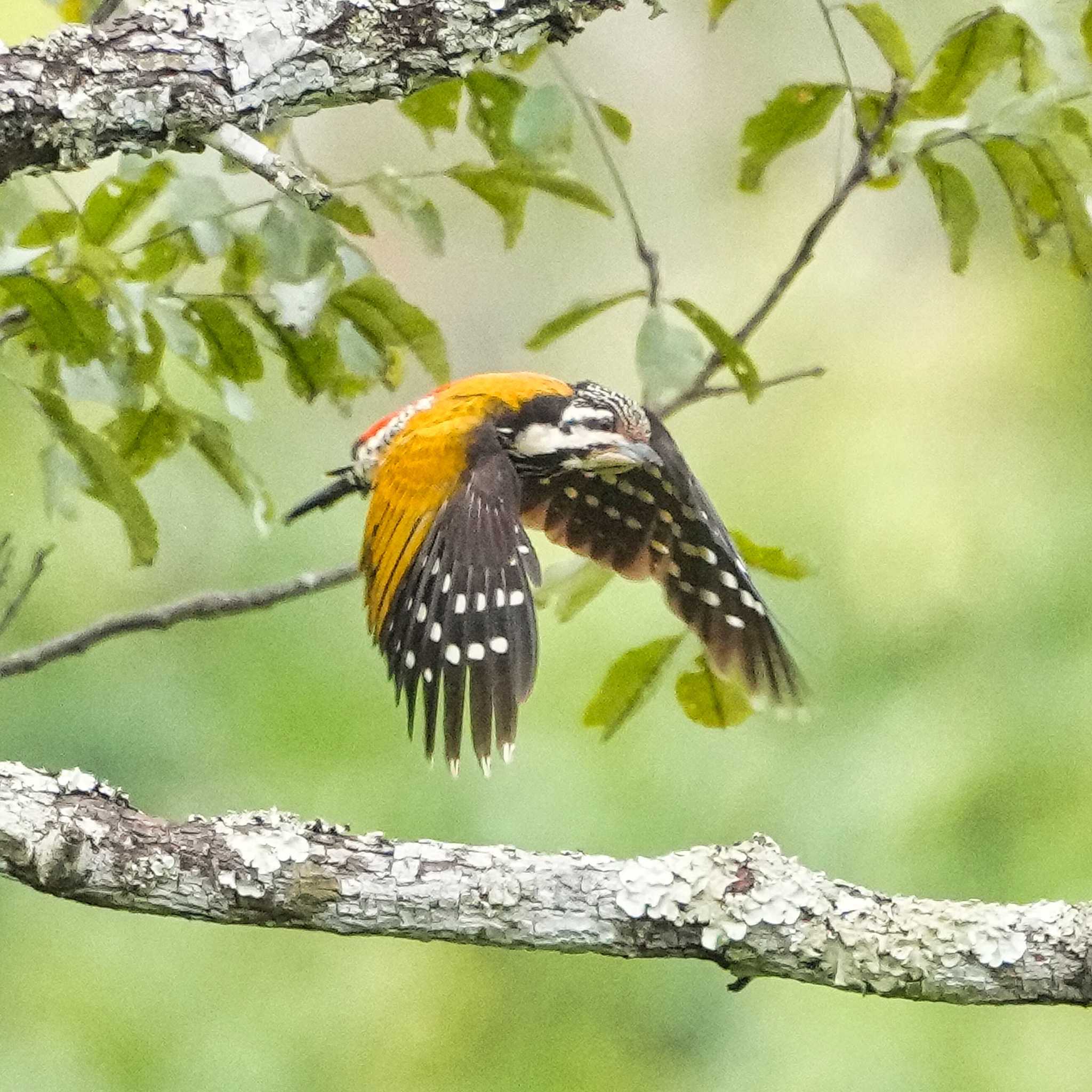 Common Flameback