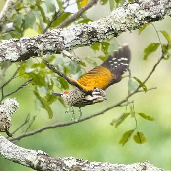 Common Flameback Nam Nao National Park Wed, 11/17/2021