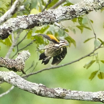 ズアカミユビゲラ Nam Nao National Park 2021年11月17日(水)