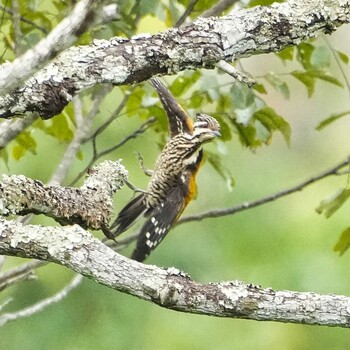 Common Flameback Nam Nao National Park Wed, 11/17/2021