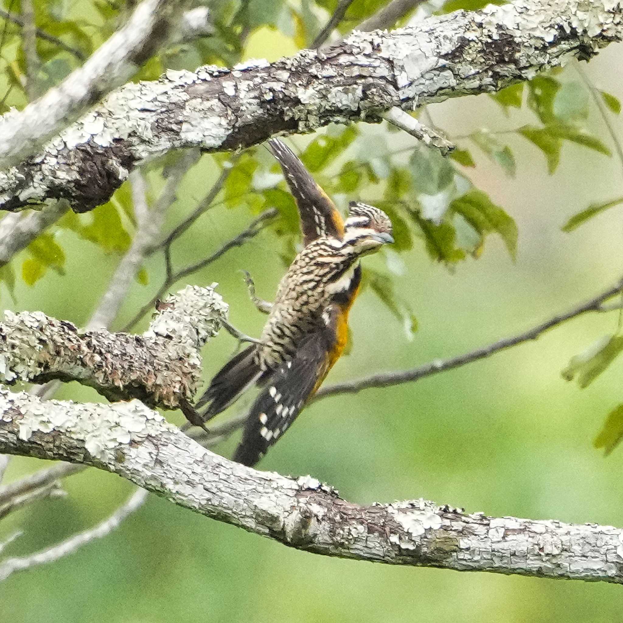 Nam Nao National Park ズアカミユビゲラの写真 by span265