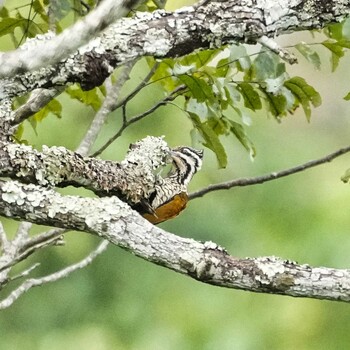 Common Flameback Nam Nao National Park Wed, 11/17/2021