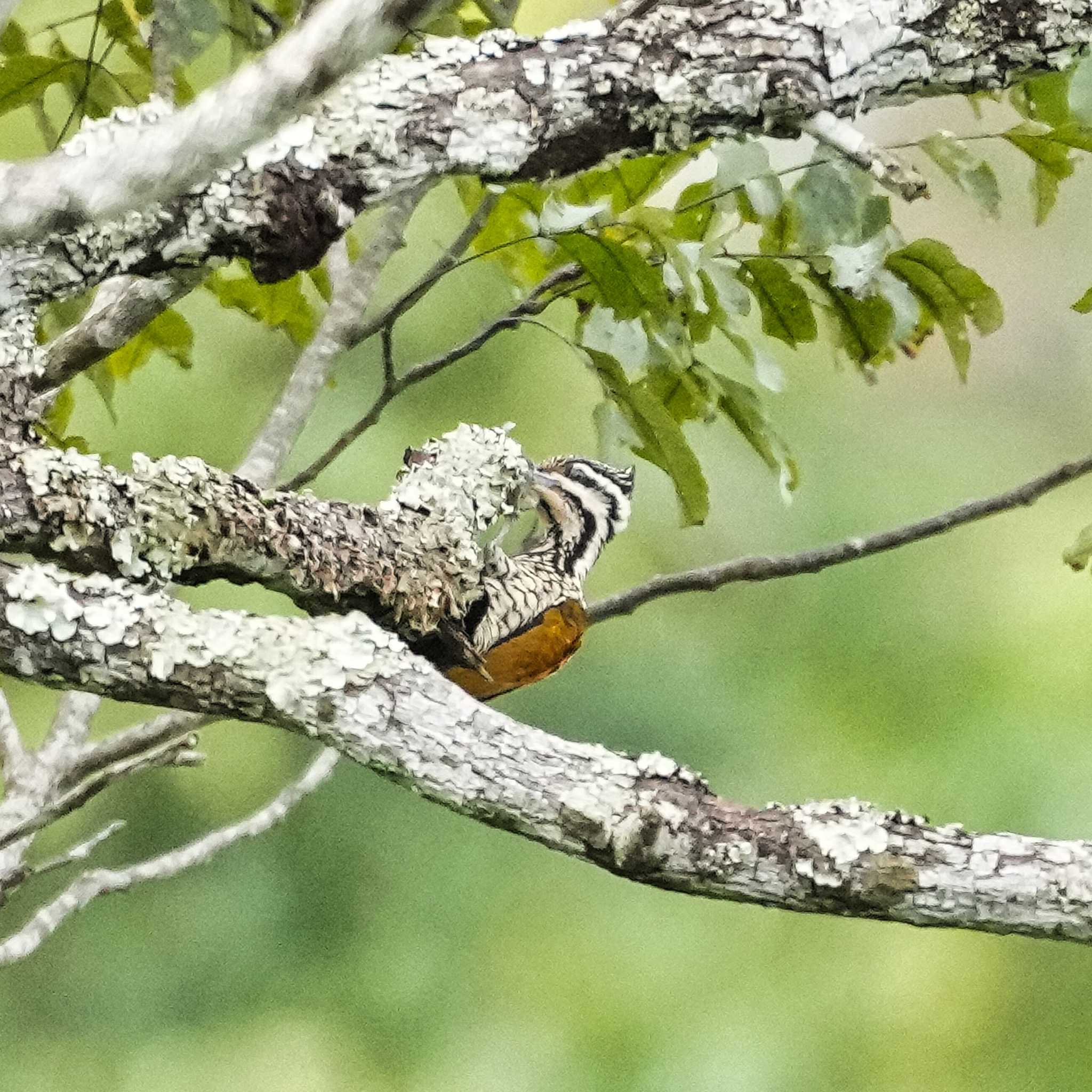 Photo of Common Flameback at Nam Nao National Park by span265