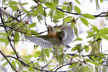 2017年4月12日(水) 井の頭公園の野鳥観察記録