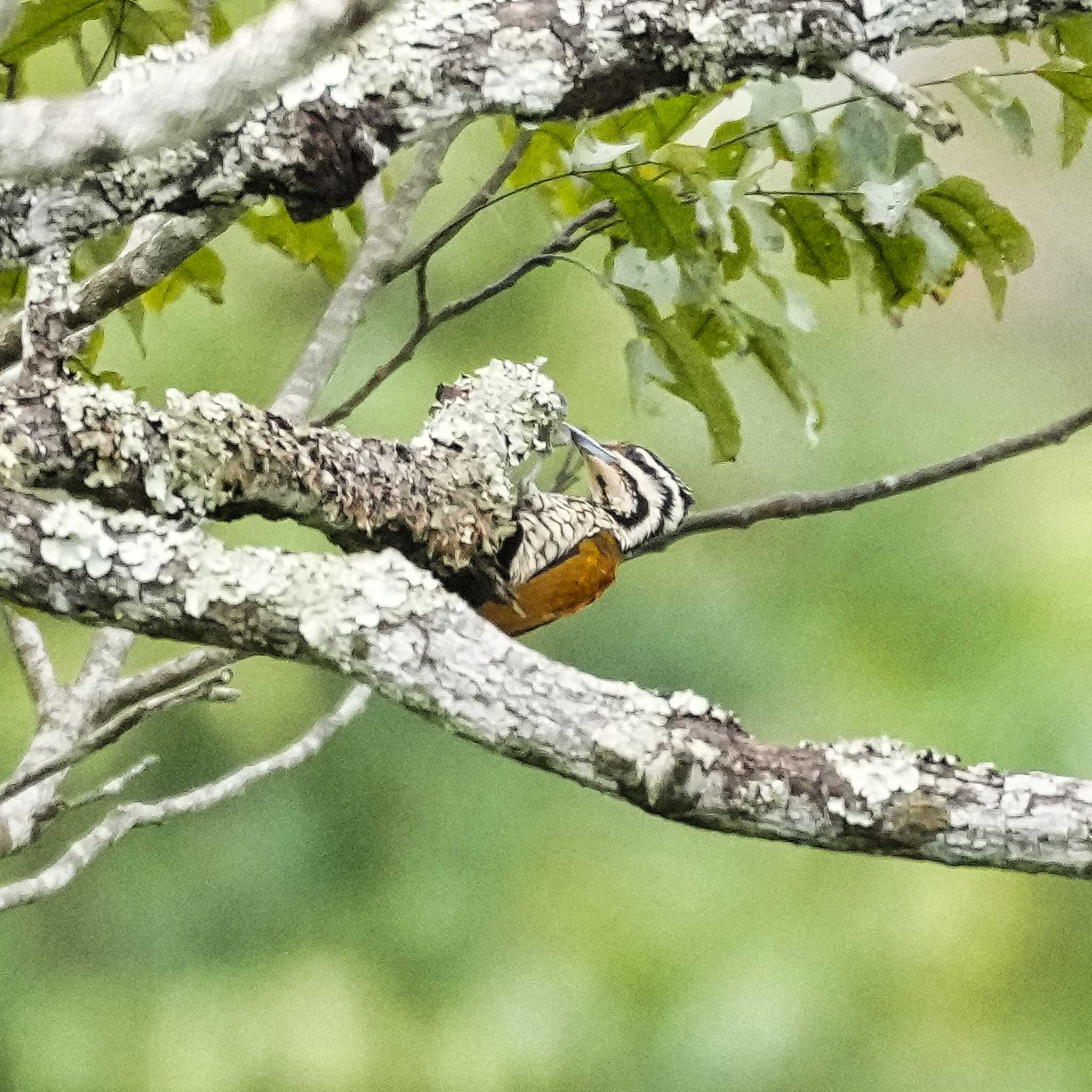 Common Flameback