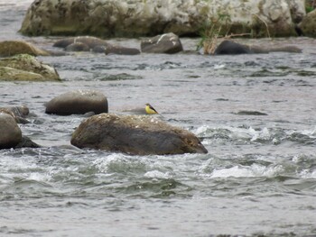 Grey Wagtail 多摩川(日野市) Sun, 11/21/2021