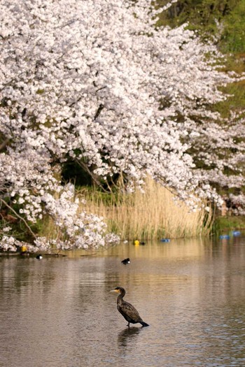 カワウ 井の頭公園 2017年4月12日(水)