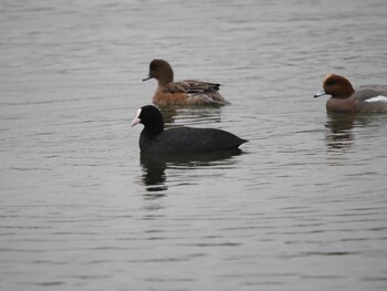 Eurasian Coot 春採湖 Mon, 11/22/2021