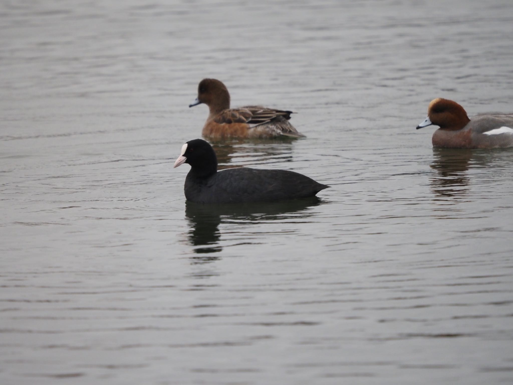 Photo of Eurasian Coot at 春採湖 by 孝一