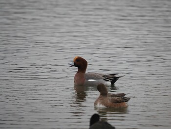 Eurasian Wigeon 春採湖 Mon, 11/22/2021