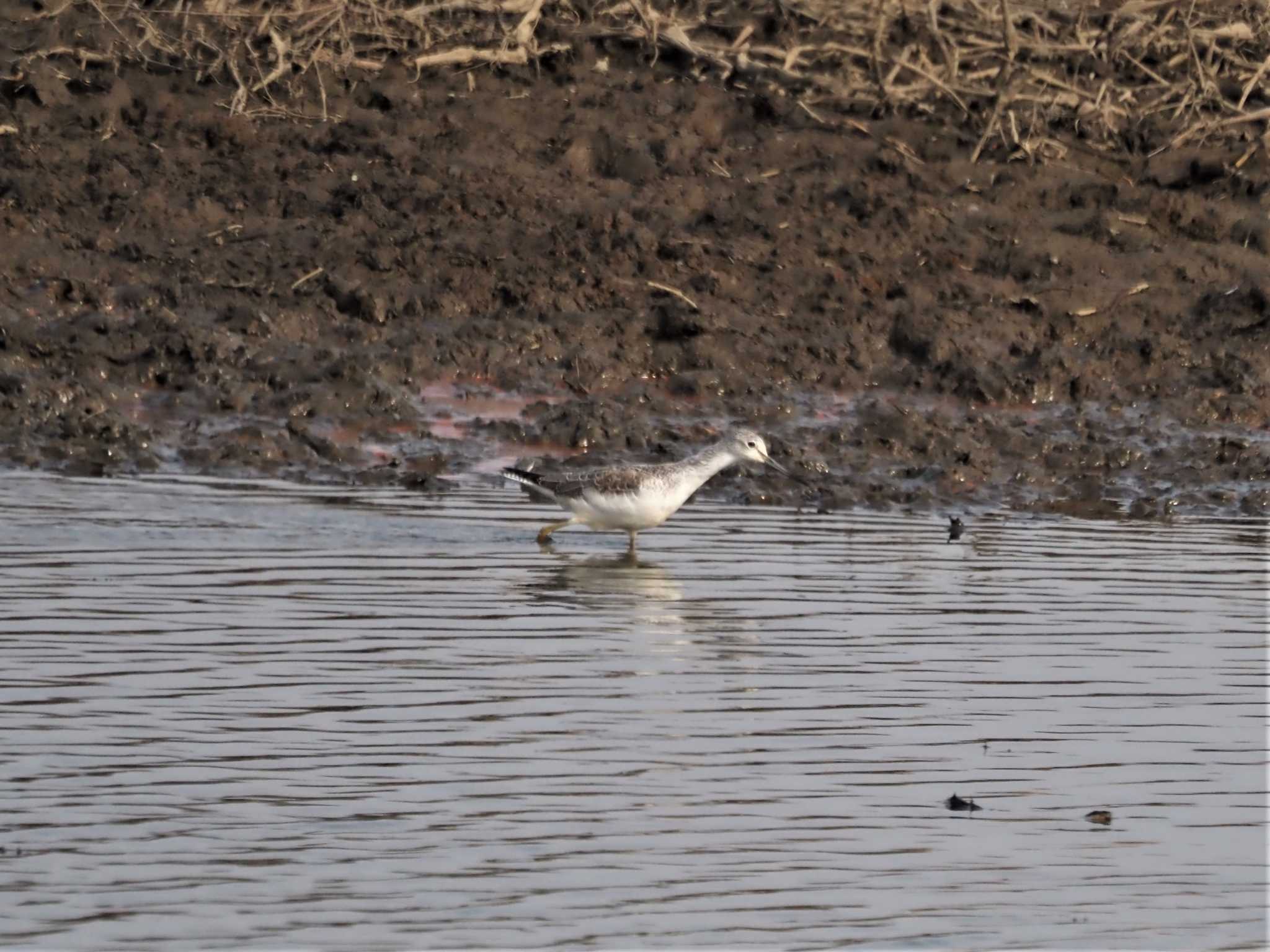 Common Greenshank