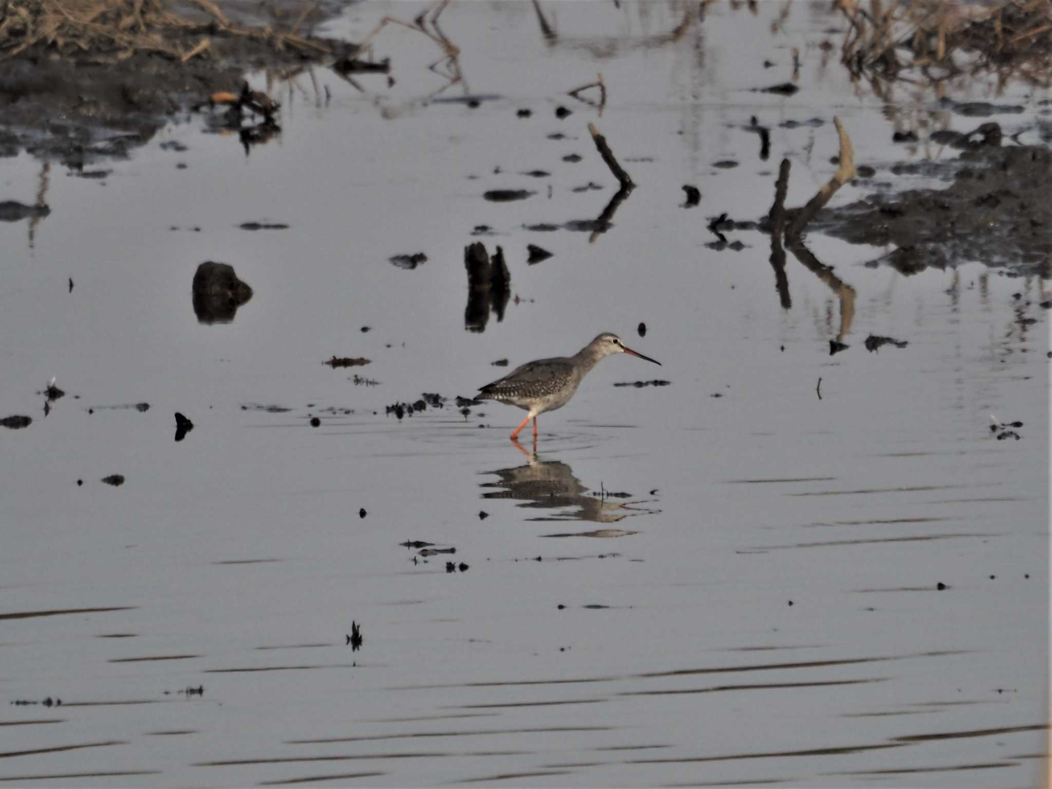 Spotted Redshank