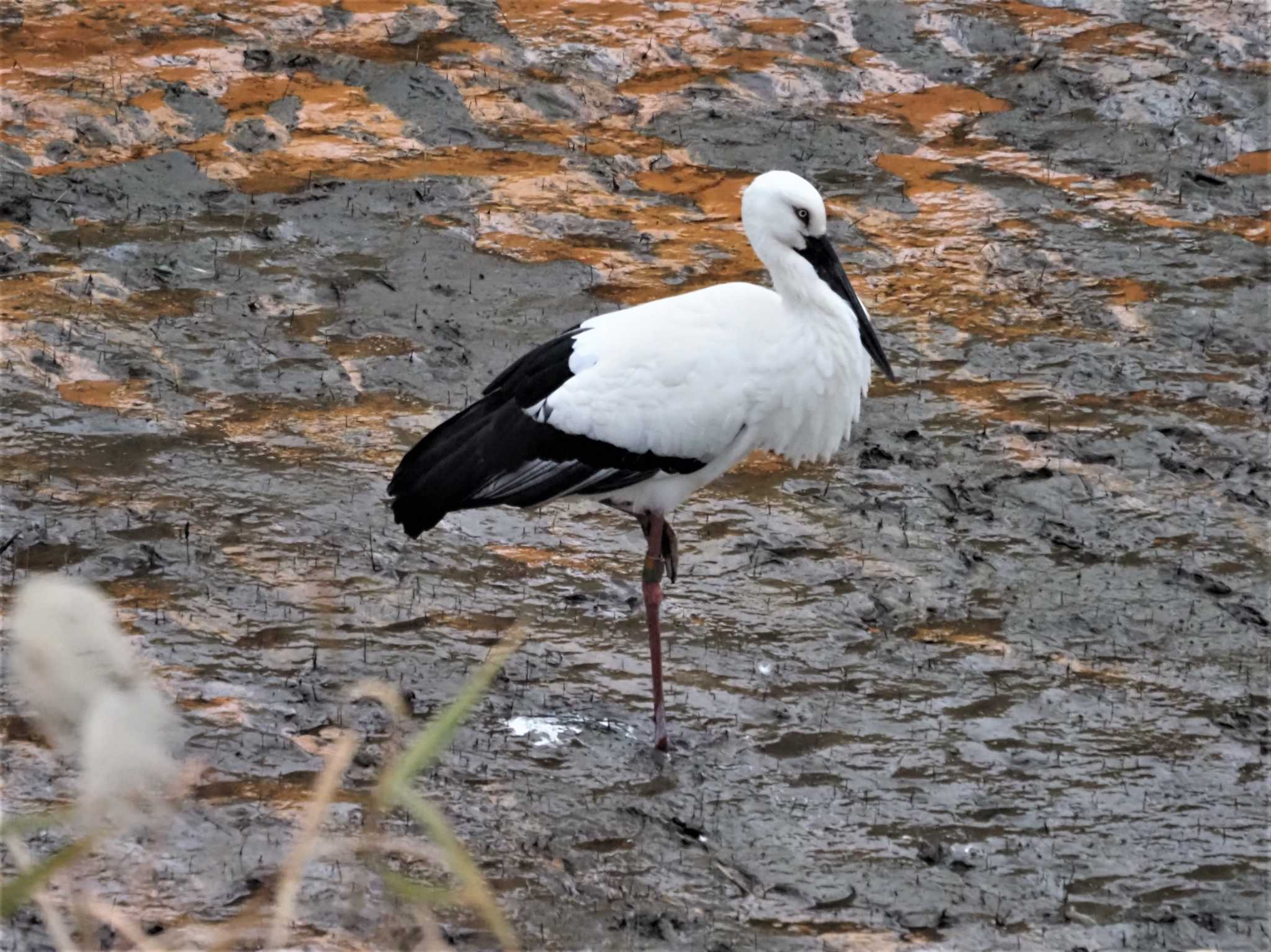 Oriental Stork