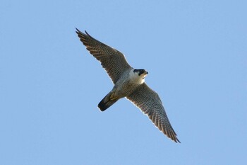 Peregrine Falcon Kiritappu Promontory Mon, 11/15/2021