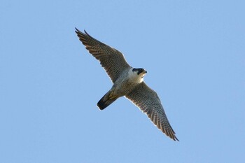 ハヤブサ 霧多布岬 2021年11月15日(月)