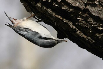 Eurasian Nuthatch 野幌森林公園 Wed, 11/17/2021