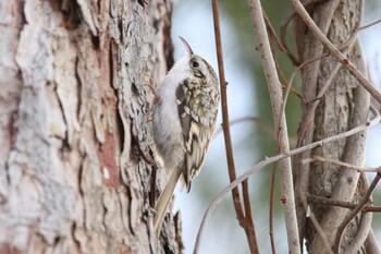 Eurasian Treecreeper 十勝 Tue, 11/16/2021