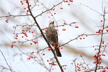 Brown-eared Bulbul 十勝 Tue, 11/16/2021