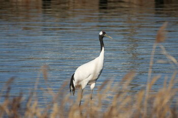 Red-crowned Crane 厚岸 Mon, 11/15/2021