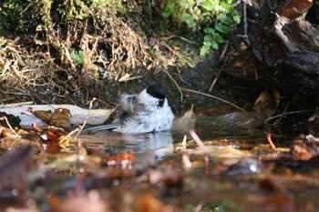 コガラ 支笏湖野鳥の森 2021年11月17日(水)