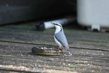 Eurasian Nuthatch 厚岸 Mon, 11/15/2021