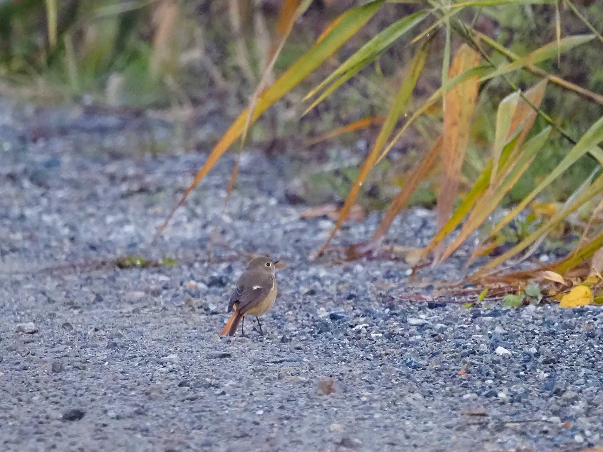 ジョウビタキ