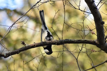 シジュウカラ 久宝寺緑地公園 2021年11月20日(土)