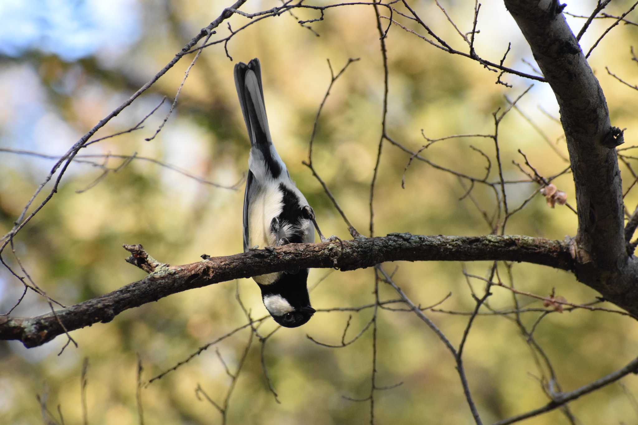 Japanese Tit