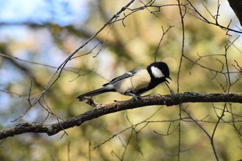 シジュウカラ 久宝寺緑地公園 2021年11月20日(土)