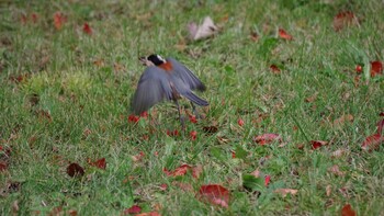 2021年11月22日(月) 福井緑地(札幌市西区)の野鳥観察記録