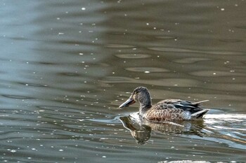 Sun, 11/21/2021 Birding report at 岡山市