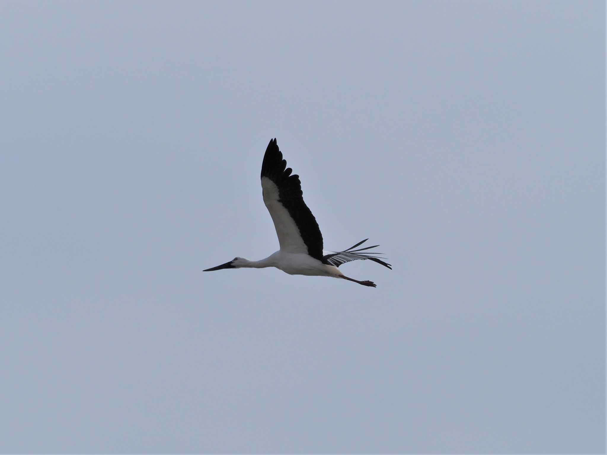 Oriental Stork