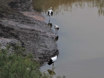 コウノトリ 渡良瀬遊水地 2021年11月21日(日)