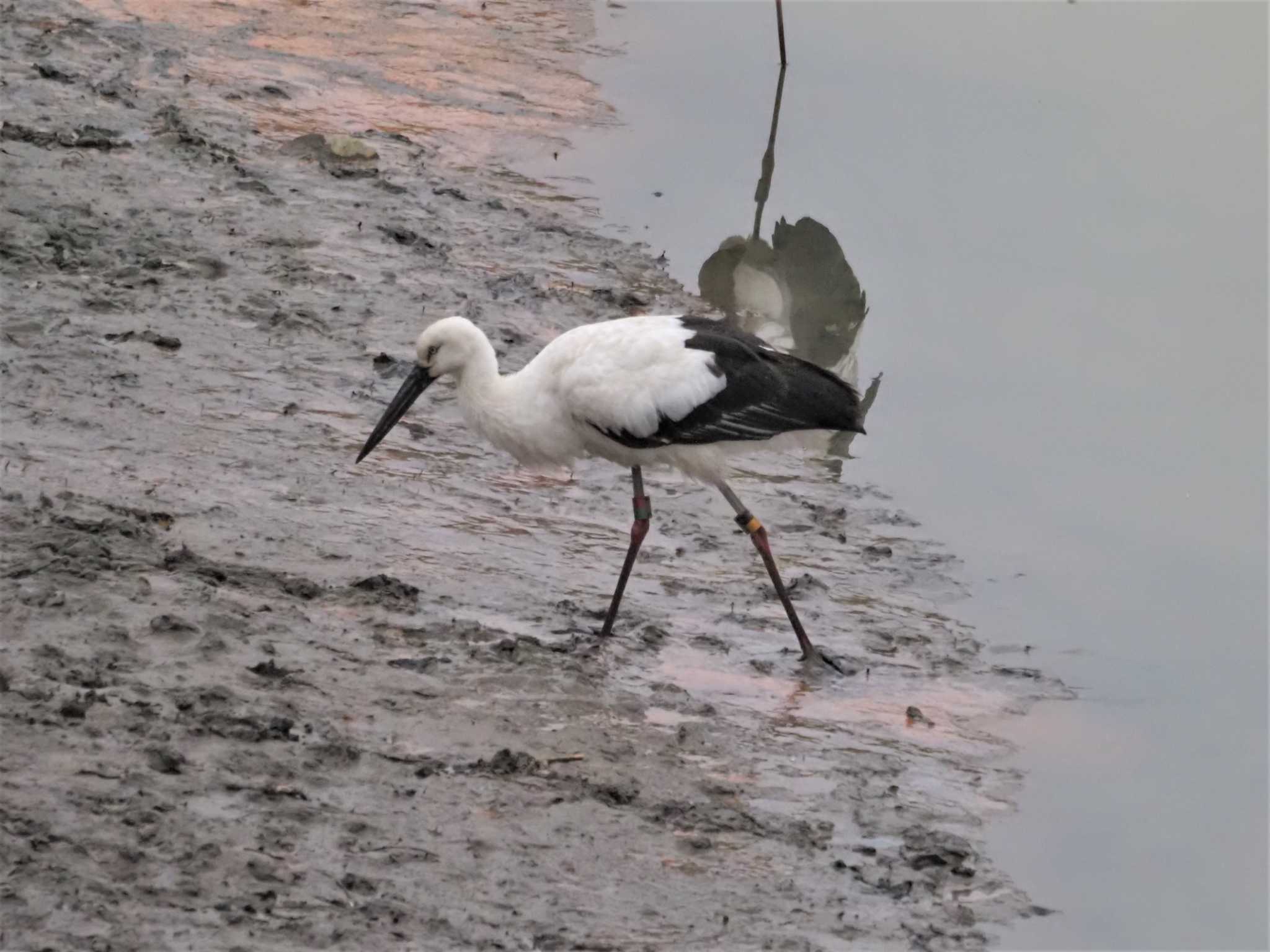 Oriental Stork