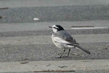 2021年11月18日(木) 多摩川二ヶ領上河原堰の野鳥観察記録