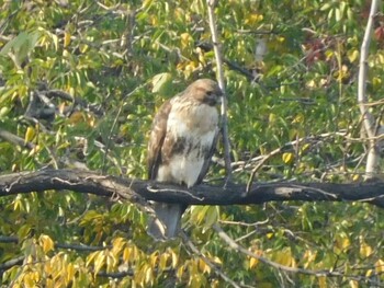 ノスリ 東京港野鳥公園 2021年11月20日(土)