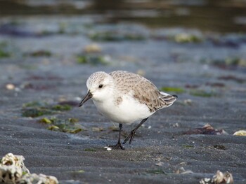 ミユビシギ ふなばし三番瀬海浜公園 2014年1月12日(日)