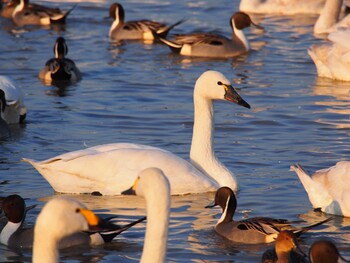 アメリカコハクチョウ 本埜村白鳥の郷 2014年1月18日(土)