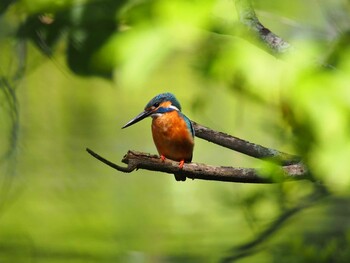 カワセミ こども自然公園 (大池公園/横浜市) 2014年6月29日(日)