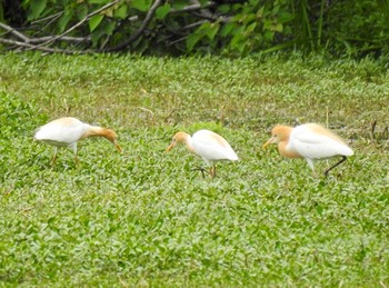 アマサギ 兵庫県伊丹市 2017年5月16日(火)