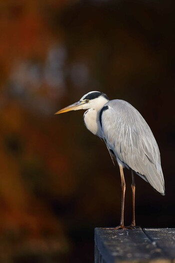 Grey Heron 埼玉県羽生市三田ヶ谷 Sun, 11/21/2021