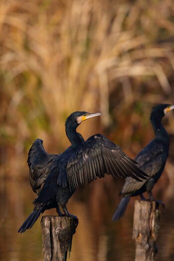 Great Cormorant 埼玉県羽生市三田ヶ谷 Sun, 11/21/2021