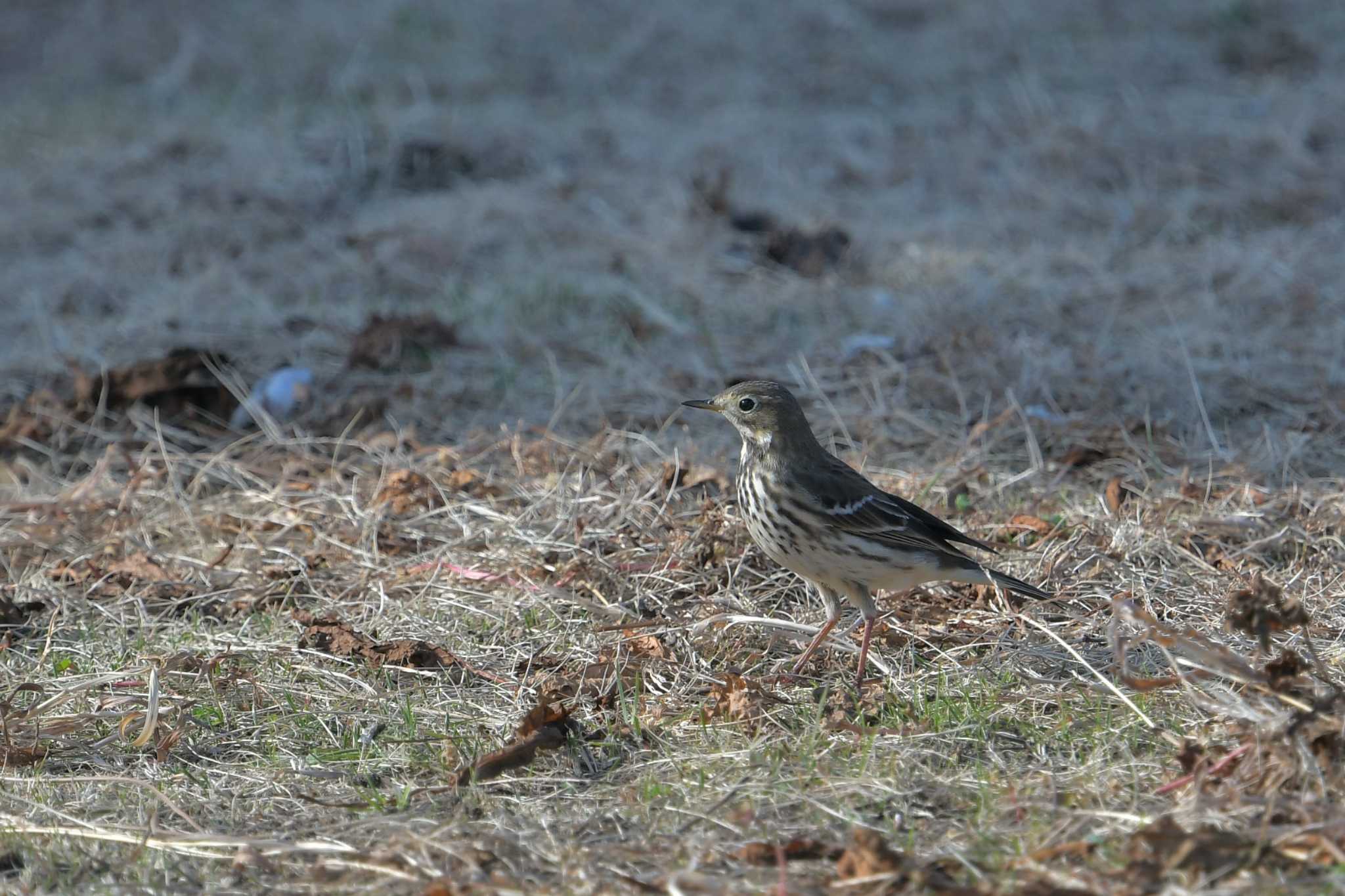 Water Pipit